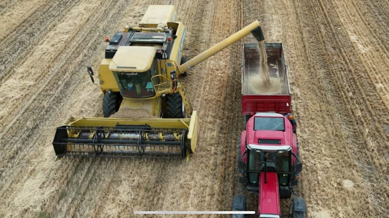 NEW HOLLAND TC56 döver biçer buğday hasatı #newholland #döverbiçer