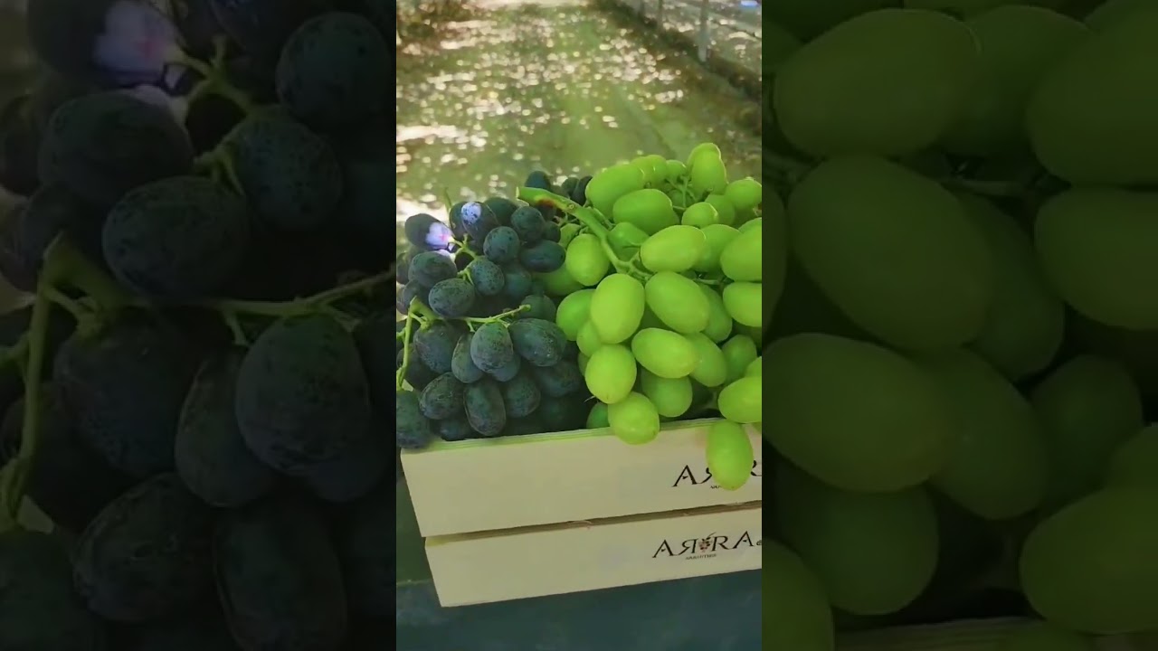 Black, red or white? #grape