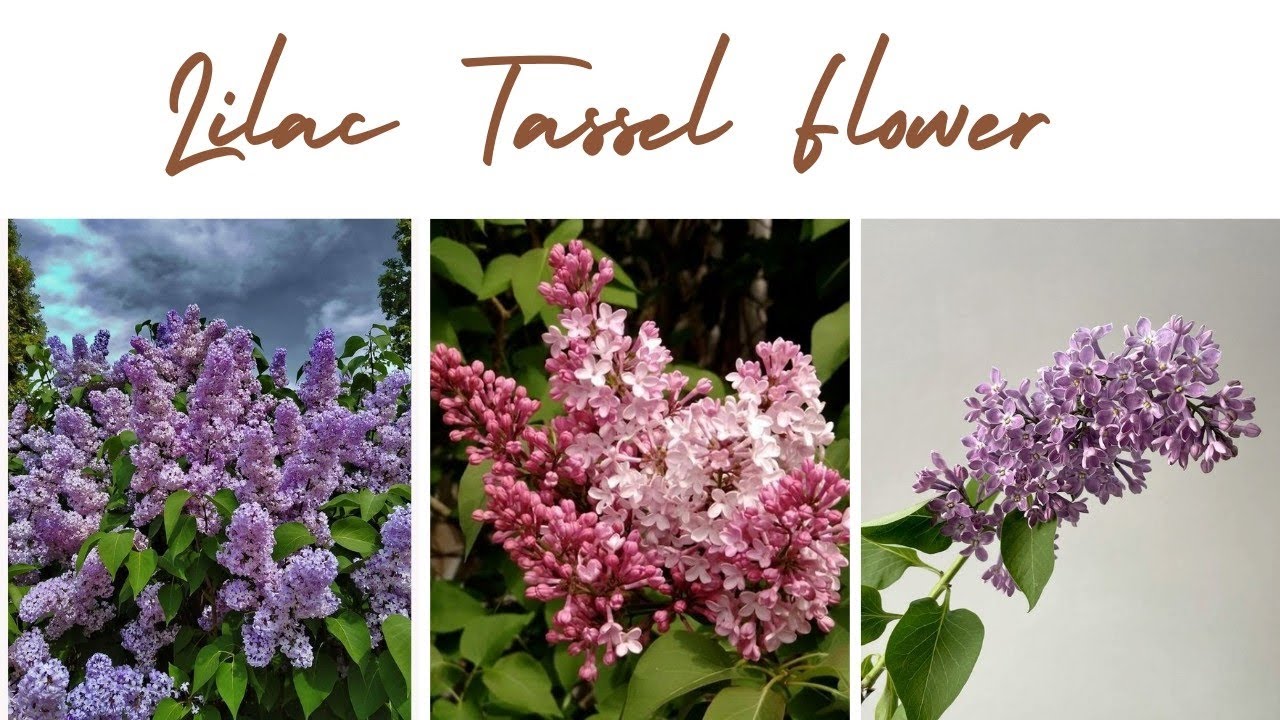 Lilac Tassel Flower II All About Everything
