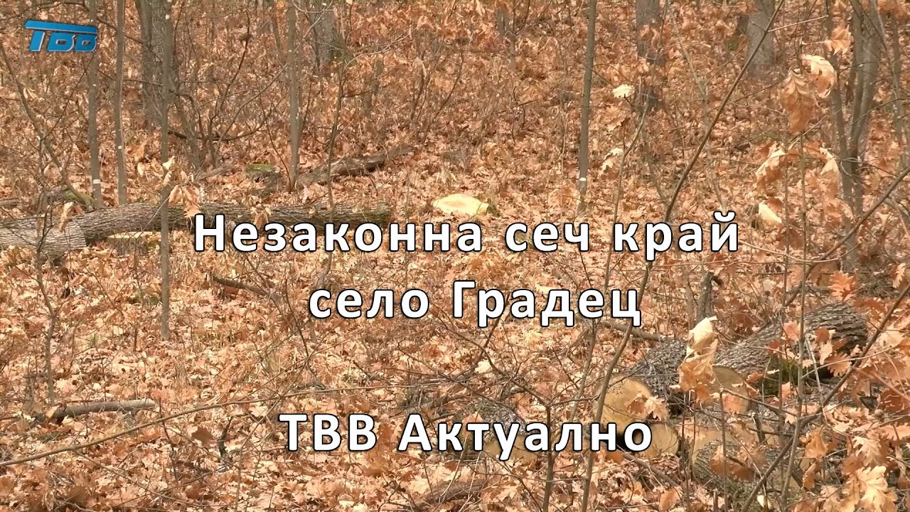 Незаконна сеч край село Градец - ТВВ Актуално
