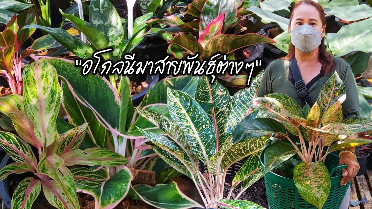 อโกลนีมาสายพันธุ์ต่างๆ..ชื่อเรียกแต่ละชนิดและราคา 