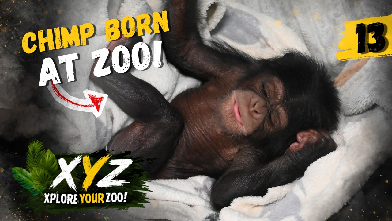 Baby chimp REJECTED by Mum is SAVED BY KEEPERS! | XYZ Episode 13