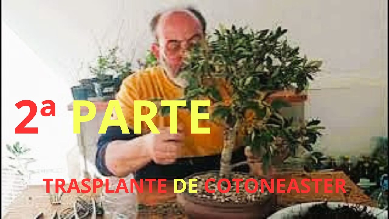 TRASPLANTE DE COTONEASTER 2ª PARTE