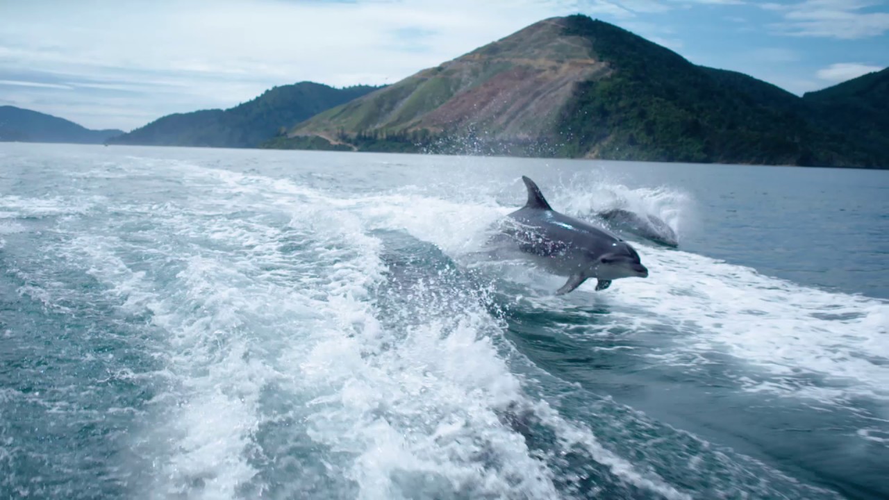 Bottlenose Dolphins