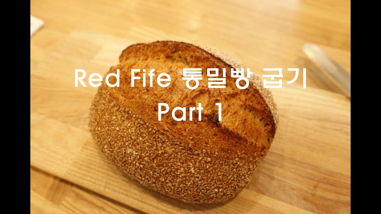 Red Fife 통밀빵 만들기 Part 1