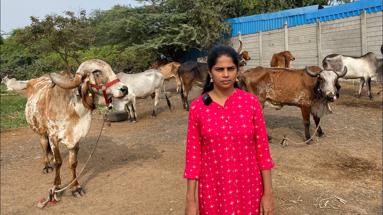 பகுதி நேர நாட்டு மாடுகள் வளர்ப்பில் சென்னை பெண்மணி | Nilavenba Dairy Farm