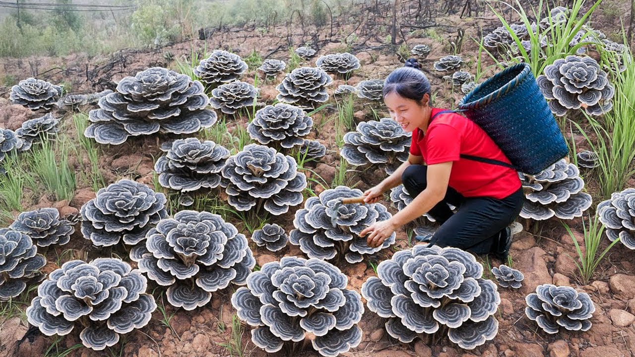 Harvest A Lot Of Giant Lion’s Mane Mushrooms in Wild Goes to market Sell | Susan Daily Life