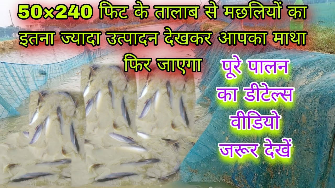 50×240 फिट के तालाब से मछलियों का इतना ज्यादा उत्पादन देखकर आप भी खुश हो जाएंगे! jabardast fish farm