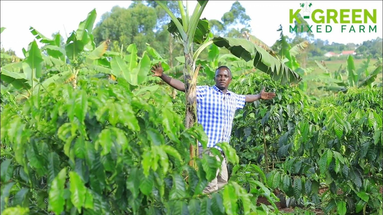Intercrop these plants in Coffee to supplement your income