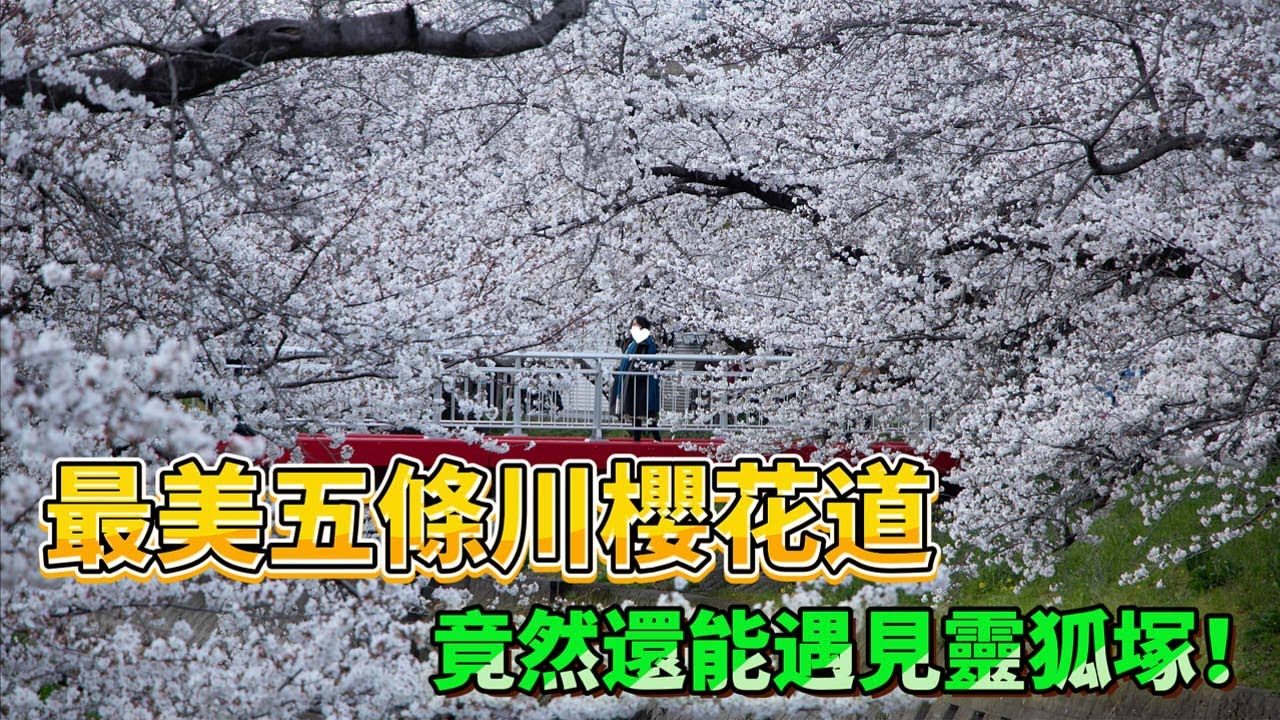 日本櫻花一日遊🌸靈狐塚千隻白狐太壯觀！高空腳踏車邊騎邊賞櫻｜最美五條川櫻花道｜豐川稻荷｜戶田川綠地公園