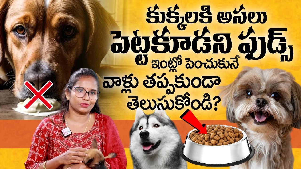 కుక్కలకి అసలు పెట్టకూడని ఫుడ్స్.! Madhulika Abt Progressive Canines Dog Training | Manjusha |SumanTV