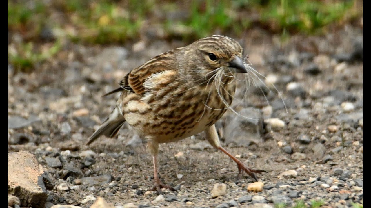 Samička konopky