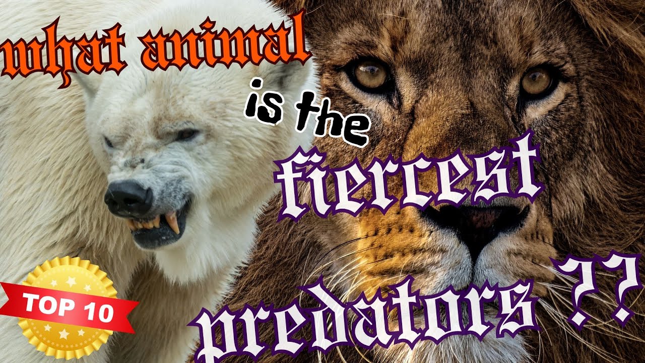 [Top 10 predator puncak] hewan predator apa yang terganas ?