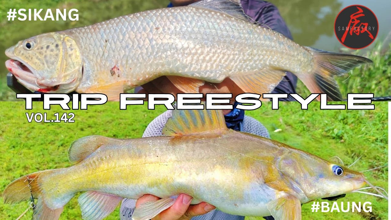 VOL.142 TRIP FREESTYLE #fishing #fishingvideos #fishinglife #baungkuning #casting #samfactory4x