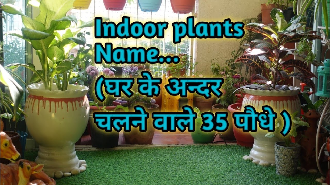 My all Indoor plants collection🌱with Name & Care tips/घर के अंदर वाले पौधों को कैसे संभाले
