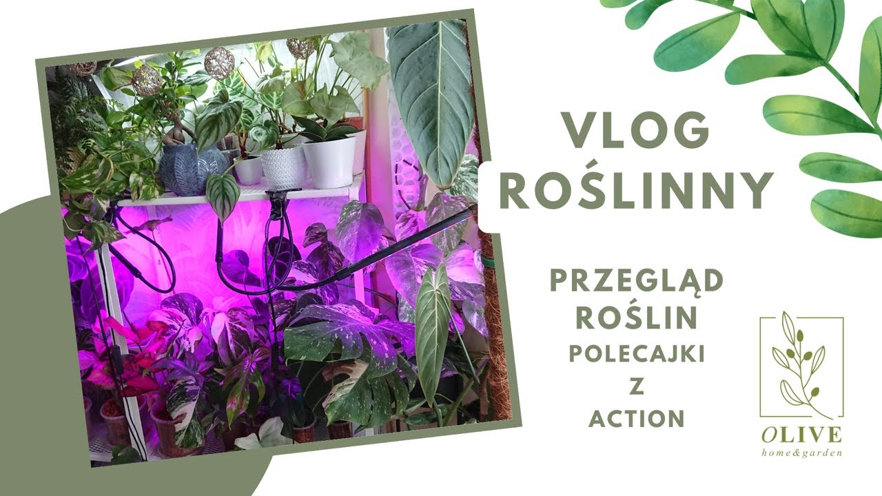 VLOG ROŚLINNY | Przegląd roślin | Polecajki z Action | Co słychać w witrynie | Straty i nowe liście