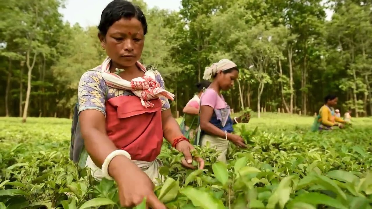 Organic Tea Coming Straight from the fields of Assam