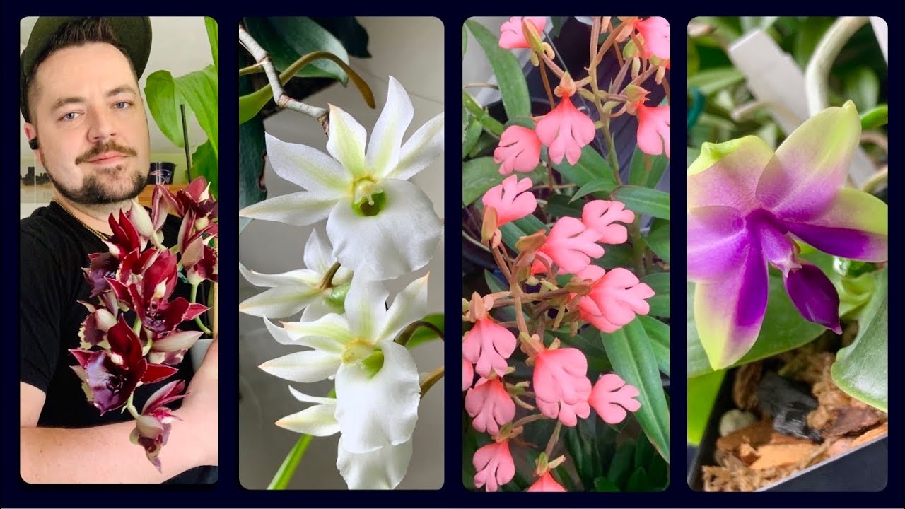 Plant Rant! (Orchid Bloom Tour) Angraecoids, Catasetums, & More!