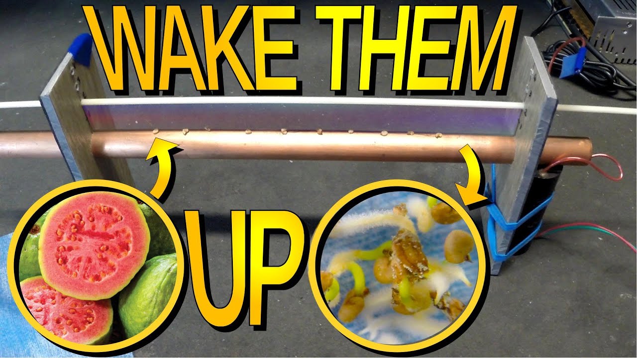Germinating Guava Seeds With Plasma