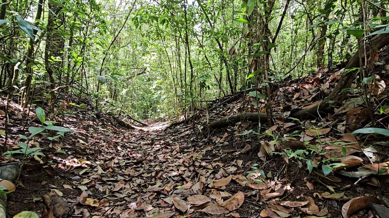 Sons da Floresta Nacional do Araripe em Janeiro de 2026