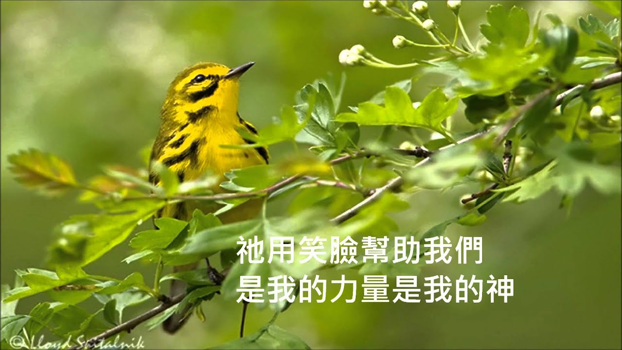 我的心哪 天韻詩歌
