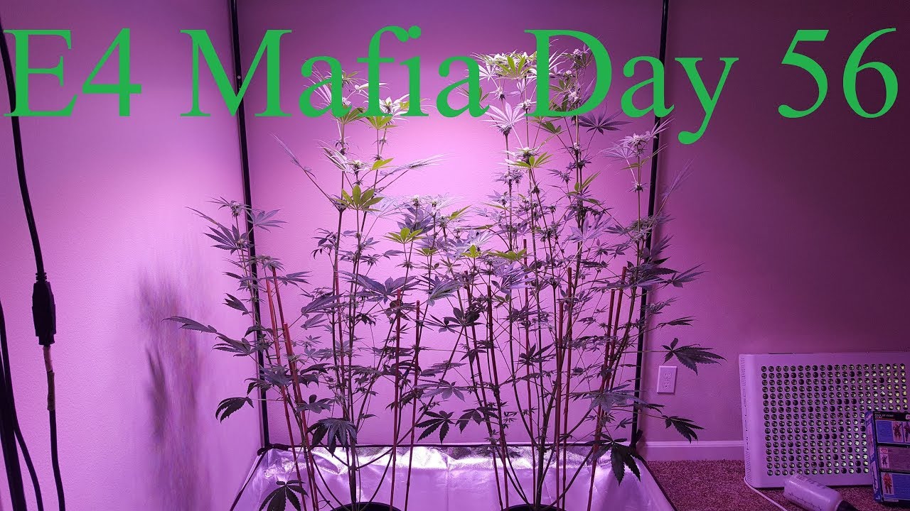 Calivetgrown E4 Mafia Grow Day 56