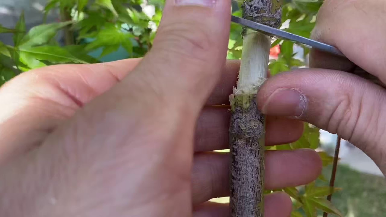 SE4 EP2 Air-layering made easy!  Japanese Maple Bonsai