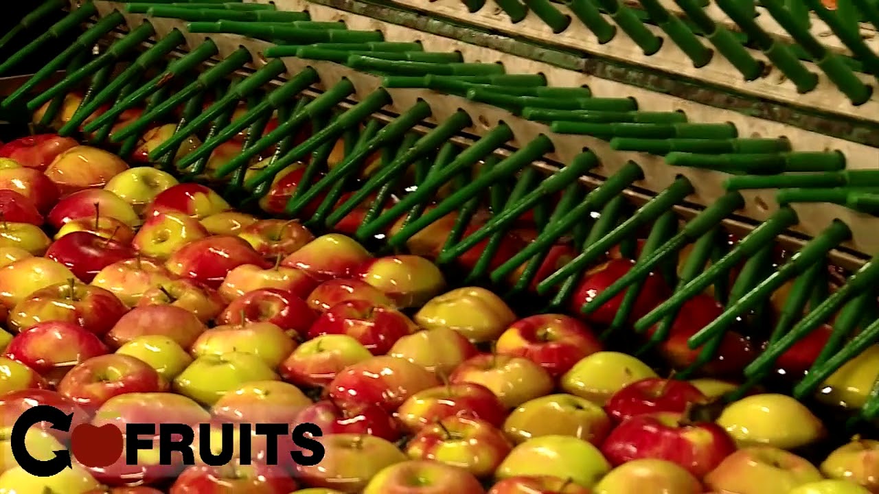 La conservazione delle mele Cofruits