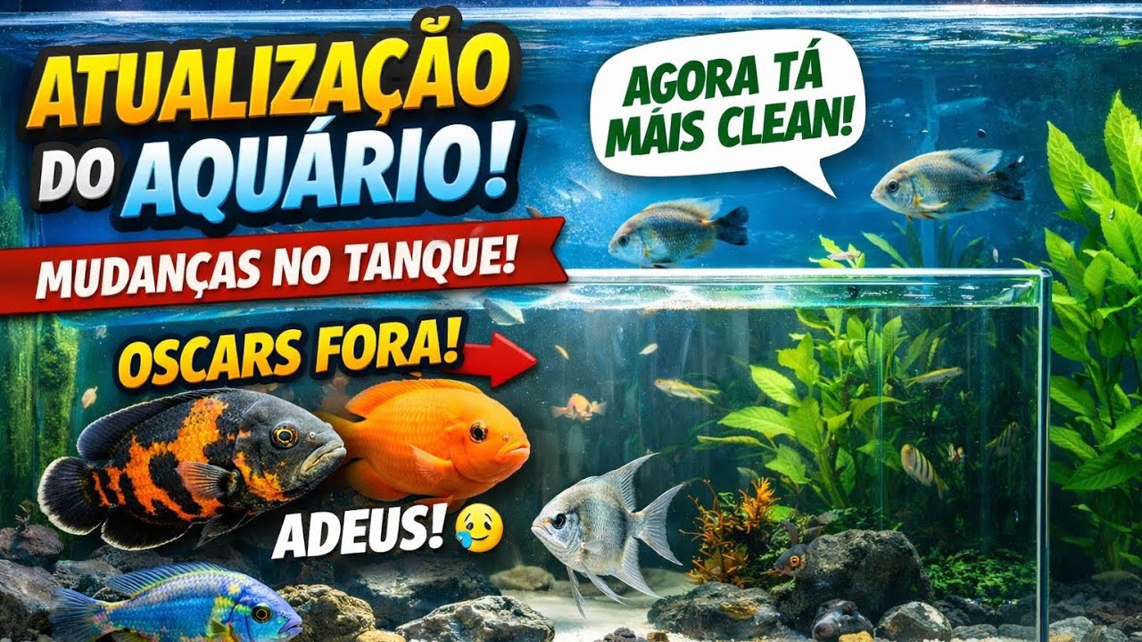 Aquário de Ciclídeos Americanos: Menos Peixes, Mais Equilíbrio, Meu aquário ficou mais clean !