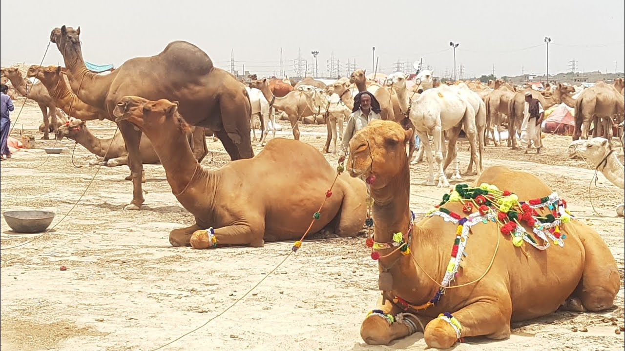 Camel Market Karachi | Documentary