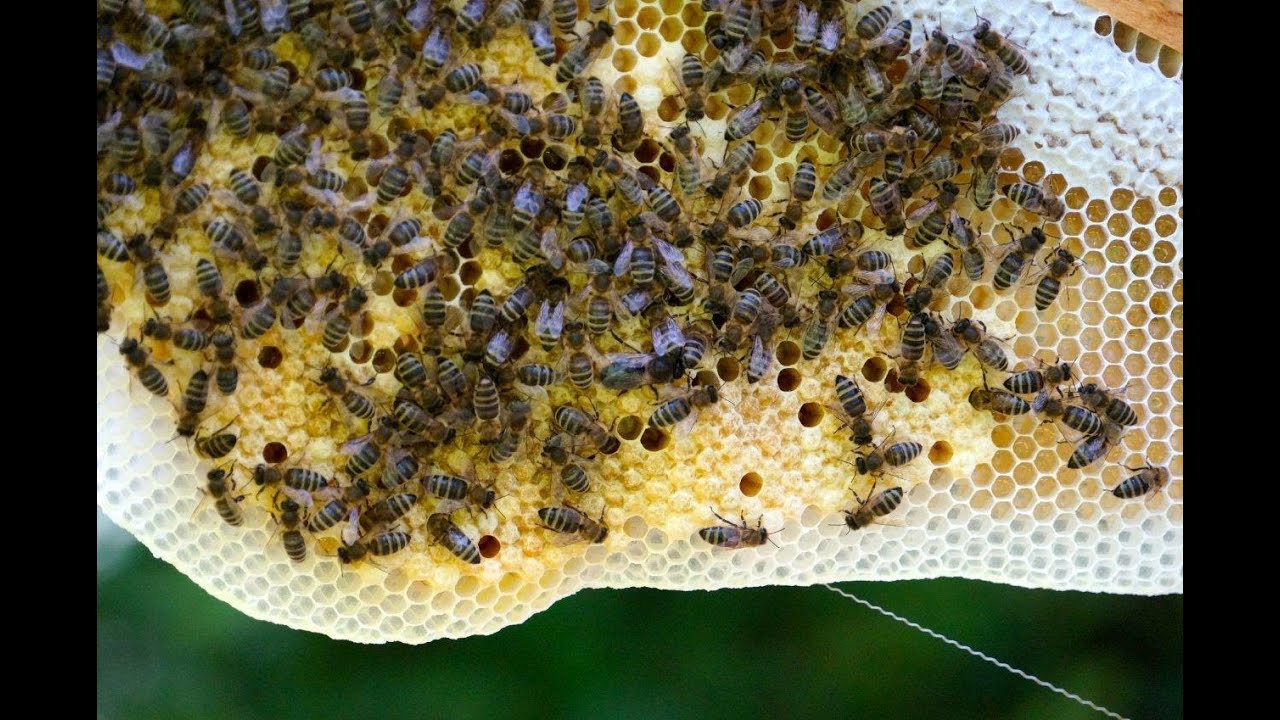 5. Teil: Bioimkerei im Jahresverlauf -  Naturwabenbau (Juni 2014)