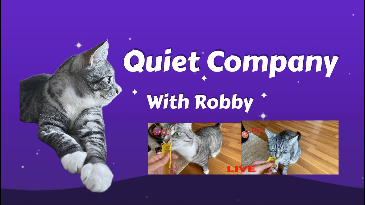 Quite Company with Robby 🐈Cat Companion Live