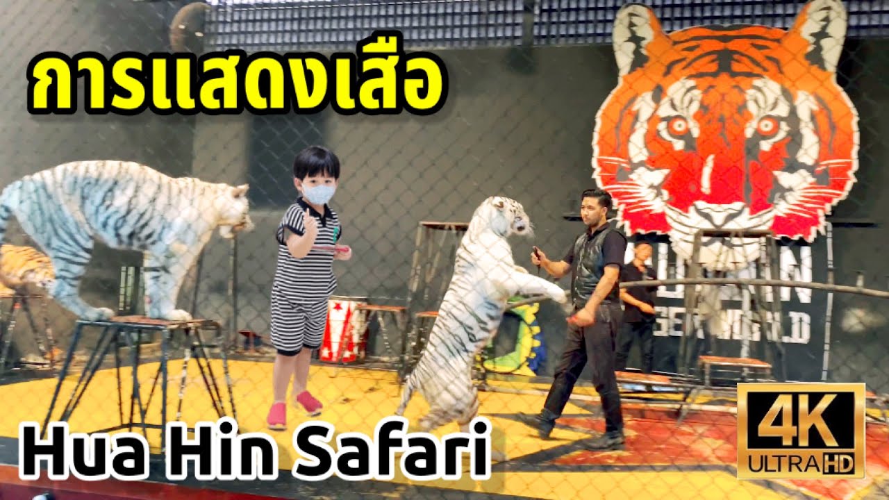 โชว์เสือ หัวหินซาฟารี | Hua Hin Safari & Adventure Park | tiger show