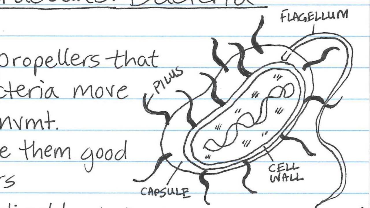 Cornell Notes Method of Taking Notes