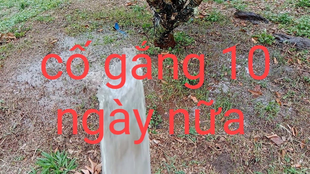 Còn nước còn tát còn 10 ngày nữa 