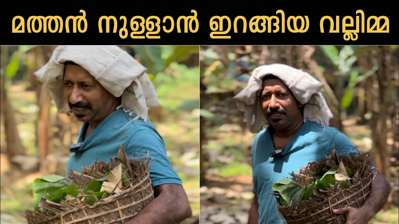 മത്തന്റെ ഇലേം ചോറും വേണം ഉച്ചക്ക് | Muneer eppikkad | New video