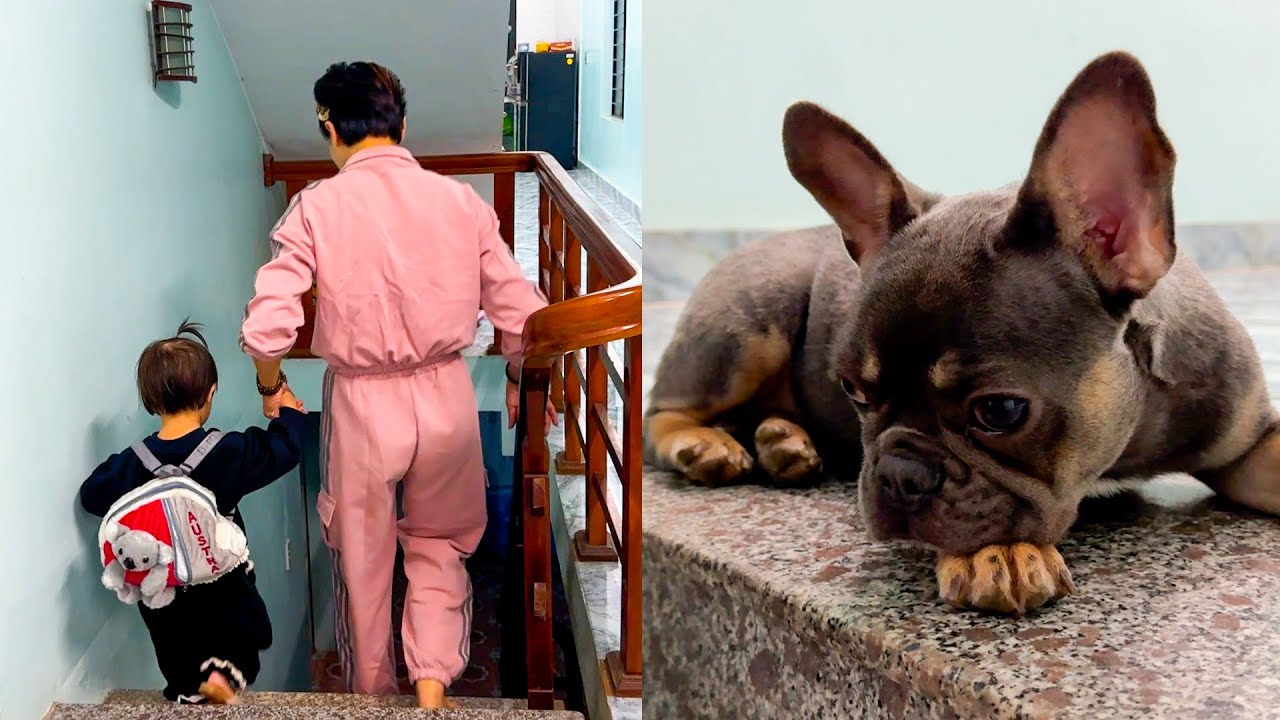My dog ​​waited for Diem to come home from school on the stairs