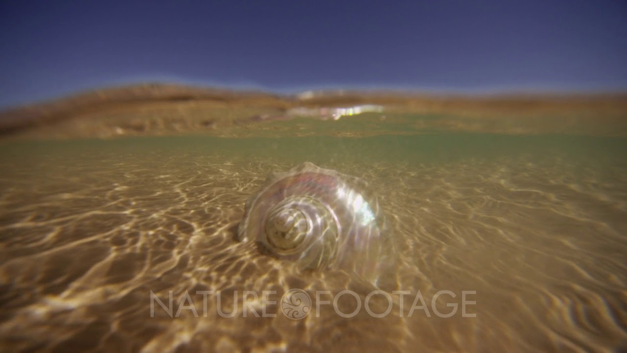 Shells Underwater At Double Island, Australia