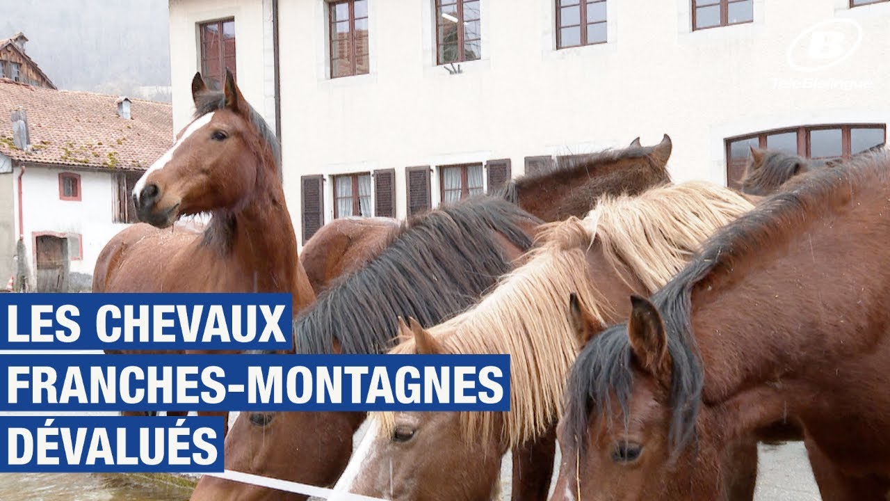 INFO : Les chevaux Franches-Montagnes dévalués / TeleBielingue
