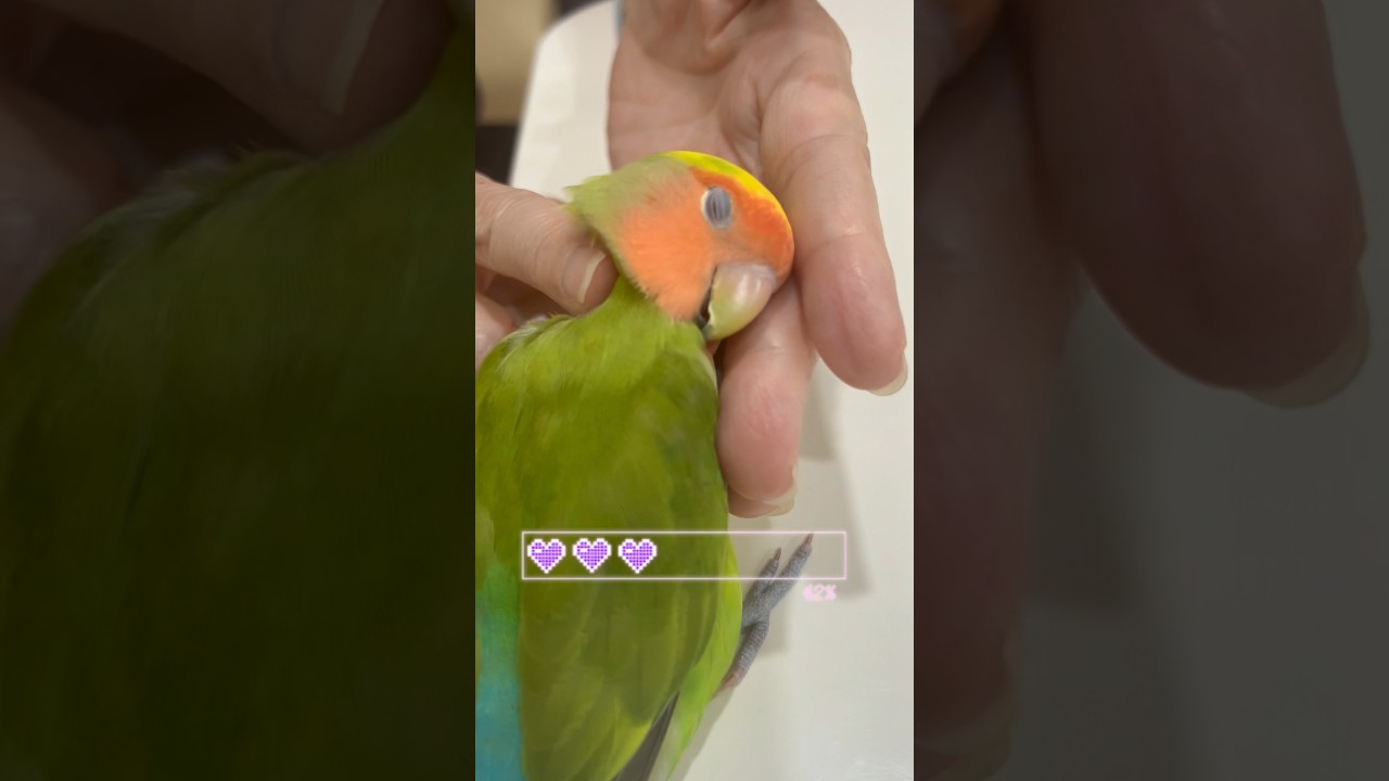 #shorts#fun parrot#cute pet#smart lovebird#pet bird🤣🤣🤣