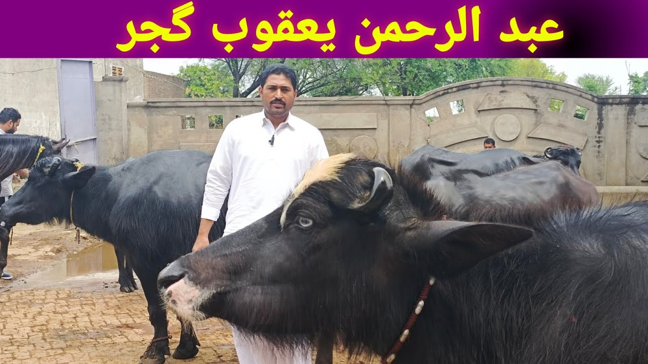 Beautiful High Milking Nili Buffaloes || Ab Rahman Yaqoob || Pak Buffalo Tv