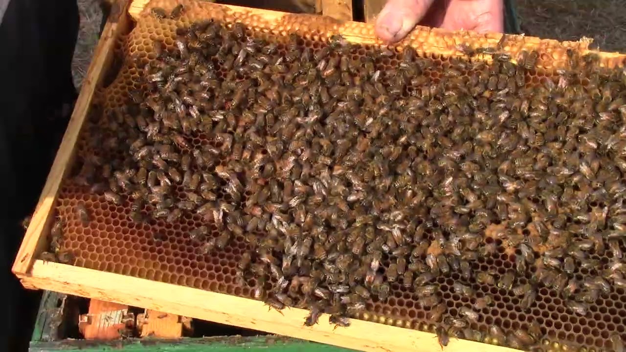 MVI 2331 Things are looking up in the bee yard, Unmarked queen, eggs and stores