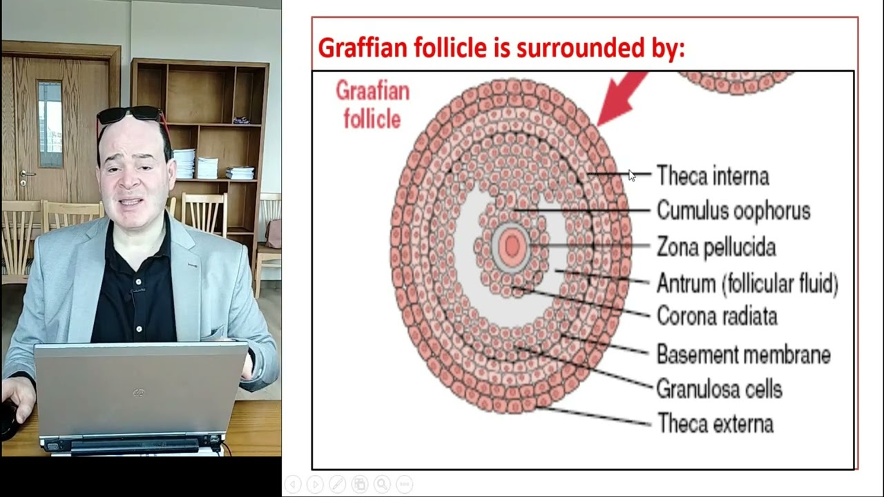 Ovarian cycle