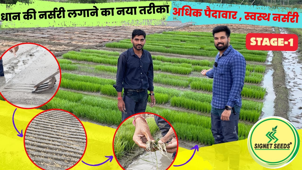 धान की नर्सरी कैसे तैयार करें?Complete Guide on Paddy Nursery| Paddy Series(Nursery-Harvest) Stage-1
