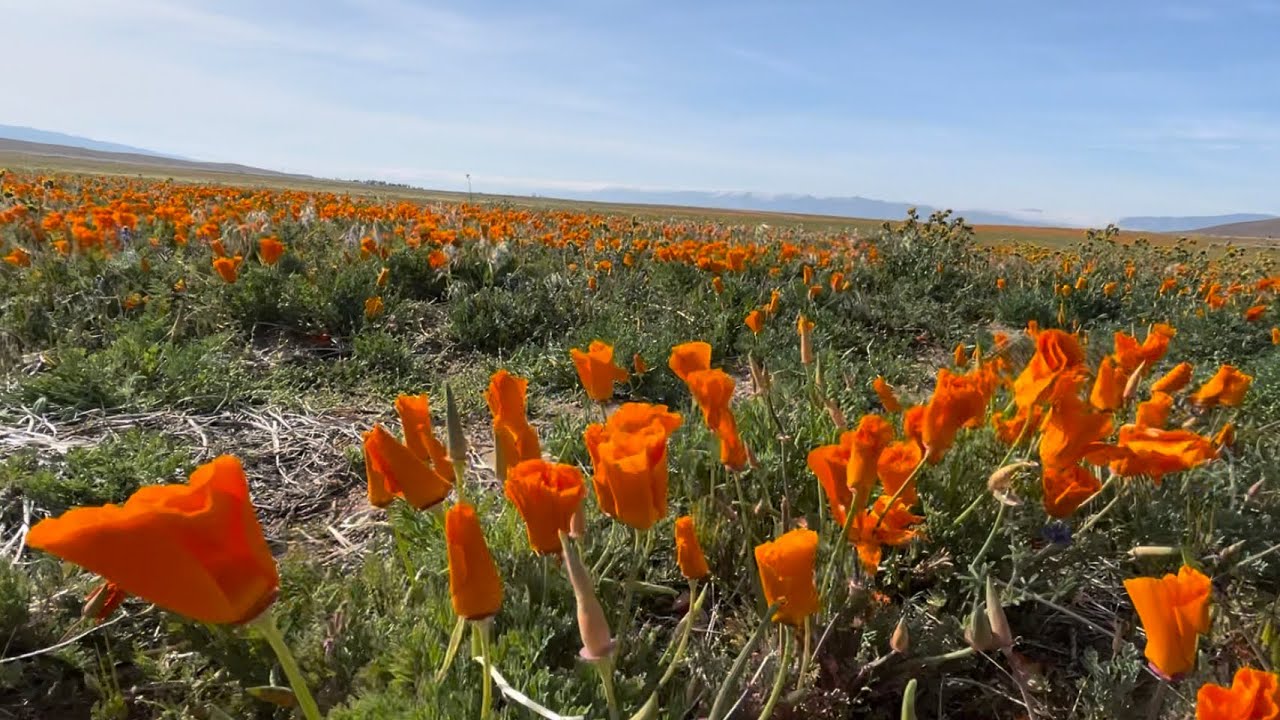 The Antelope Valley Poppy Reserve in California