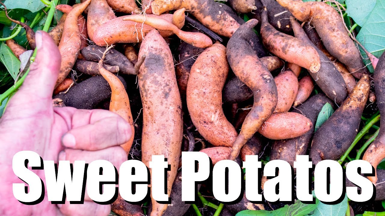 Grow Bag Sweet Potato Harvest Surprised Me