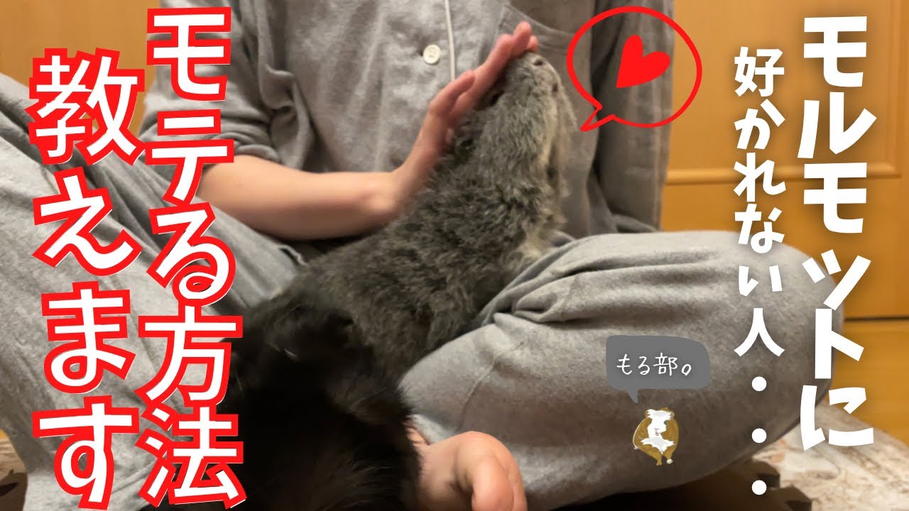 【お教えします】モルモットにモテる方法【触られて嬉しい部分】【懐く方法】