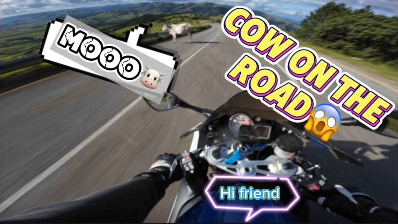 Cow in the middle of the road | S1000RR Pure Sound & quickshifter | Sicunusa mountain - Eswatini 🇸🇿