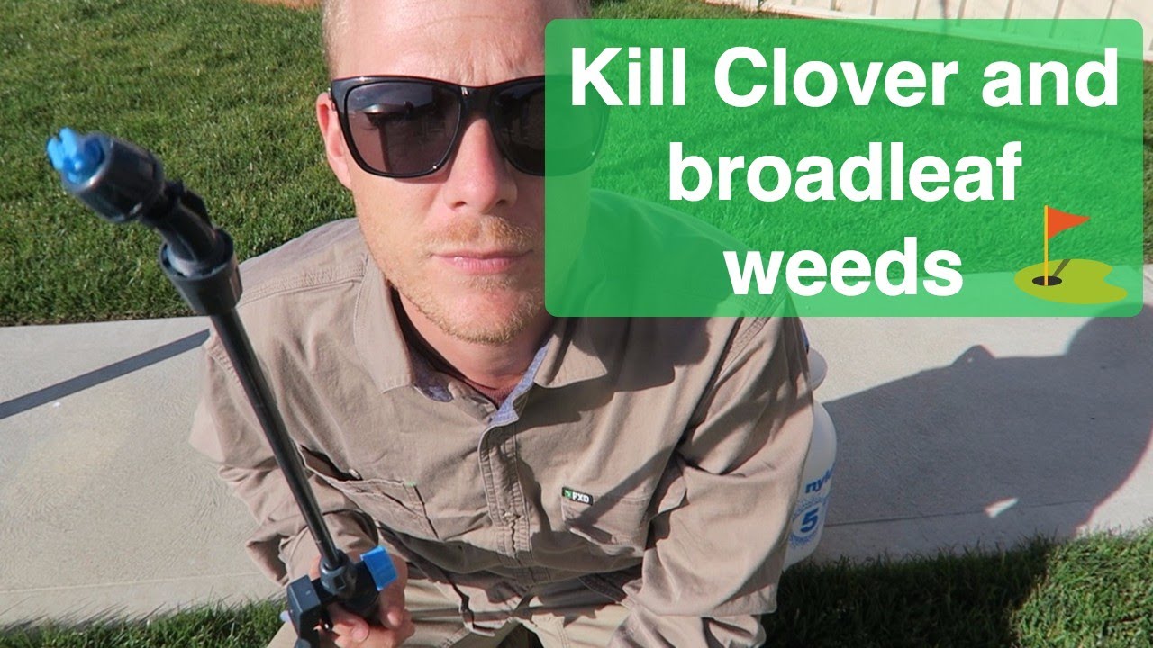 How To Get Rid Of Clover In Your Lawn