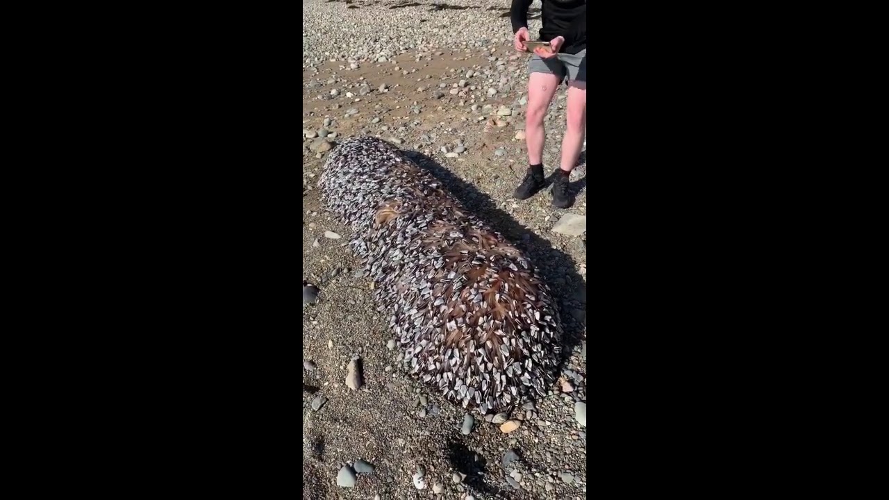 Gooseneck Barnacles Cover Washed Up Log on Welsh Beach